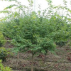 雞爪槭綠化工程苗木 雞爪槭各規(guī)格苗木低價處理