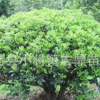 特價批發(fā)優(yōu)質(zhì)海桐球 工程綠化用苗 四季常青 成活高 價格優(yōu)惠