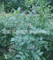 5年以上兔眼藍莓大苗 100-160cm高度 全國便宜處理