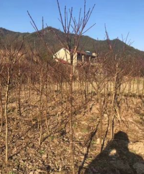 供應2公分中國紅楓苗木 苗圃擴建專用苗
