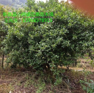 供應(yīng)一棵大含笑球 p3米以上低價處理