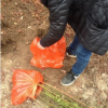 供應藍莓苗，占地苗，兔眼藍莓苗出售