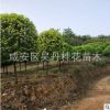 湖北金桂直銷精品桂花樹(shù)桂花樹(shù)批發(fā)