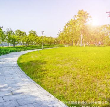 工程綠化苗木批發 樸樹小苗 園林綠化苗木 樸樹