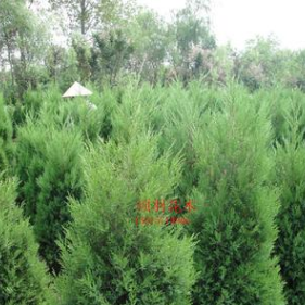 大量供應蜀檜