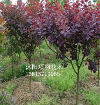 供應大量紫葉李紅葉李樹苗 價格便宜