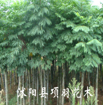 綠化苗木 行道花卉植物 欒樹樹苗 大小規格齊全