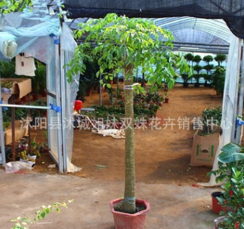 批發(fā)大型幸福樹(shù) 平安樹(shù) ，室內(nèi)盆栽 ，凈化空氣，吸甲醛，