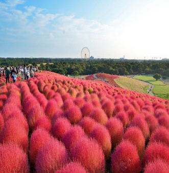 紅葉地膚種籽綠化景觀花海量大優(yōu)惠品種齊全可以貨到付款