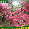別墅綠化工程苗木紫薇樹紅花紫薇樹苗成活率高規(guī)格齊全