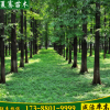 出售水杉樹苗水杉綠化苗耐水濕速生水杉苗夏騫苗木基地發(fā)貨