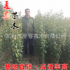 基地大量供應大葉女貞樹苗大葉女貞小苗綠化工程苗行道樹規(guī)格齊全
