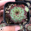 柔情 長生草3-4cm 多肉植物基地直銷品相優美