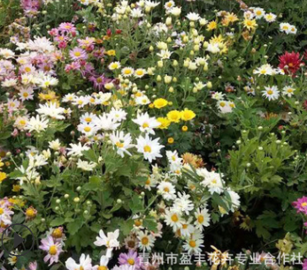 室內植物花卉盆栽 地被菊凈化空氣地被植物 出售地被植物宿根系列
