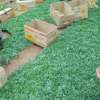 廠家直銷垂吊牽牛苗 綠化工程花卉苗 基地直銷易種花卉苗