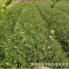 批發(fā)優(yōu)質(zhì)爬藤植物 小葉扶芳藤大葉扶芳藤 攀緣植物 綠化綠籬