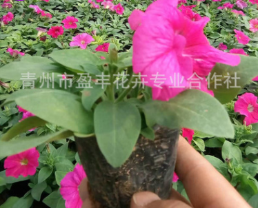 基地熱銷 優質矮牽牛 顏色鮮艷 種類多 矮牽牛花低價批發
