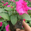 基地?zé)徜N 優(yōu)質(zhì)矮牽牛 顏色鮮艷 種類多 矮牽牛花低價批發(fā)