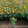 花圃直銷優質大花孔雀草 四季播 陽臺種植花卉 孔雀草種苗