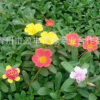 批發太陽花 山東青州草花 基地直銷 精品太陽花 量大從優