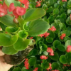 批發 四季開花 綠色花卉 四季海棠 綠植植物直銷 量大從優