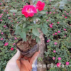 微型月季花苗 迷你玫瑰苗 室內桌面 帶花發貨月季盆栽 迷你芳香型