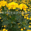 現貨供應孔雀草 山東草花基地批發 黃色孔雀草 優質孔雀草 低價