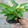 基地直銷優(yōu)質紫花地丁 質優(yōu)價廉 宿根花卉紫花地丁