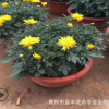 山東青州花卉批發(fā)國慶用花環(huán)菊觀賞大菊花 國慶菊歡迎訂購