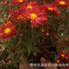 批發(fā)秋季精品菊花苗 國慶菊大苗 花卉植物綠植盆栽