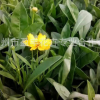 批發(fā) 草花花卉種子 大花金雞菊 重瓣金雞菊 基地直批 低價