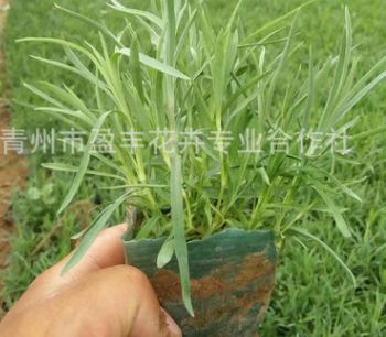 低價(jià)批發(fā)石竹 地被石竹 青州宿根花卉 盆栽 基地直銷 量大從優(yōu)
