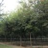 基地直銷工程園林綠化苗木櫸樹 優質紅櫸樹苗批發