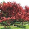紅楓樹苗日本紅楓樹苗美國紅楓樹苗四季紅楓紅葉楓樹綠化苗木