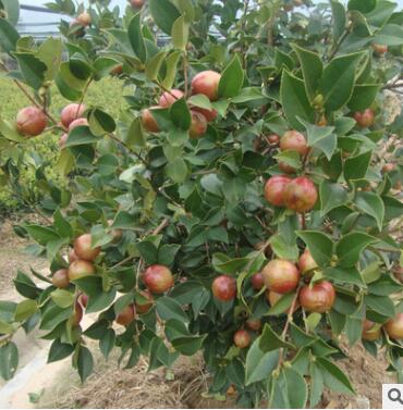 大量供應兩年生油茶大田特級裸根苗用袋子包裝運輸