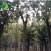 禾豐園 國(guó)槐樹苗 綠化工程 大小國(guó)槐樹苗行道樹