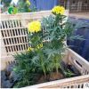 批發(fā)孔雀草苗 時(shí)令草花 宿根植物 時(shí)令花卉