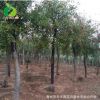 禾豐園海棠喬木銷售 海棠樹批發(fā) 適用綠化工程