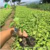 青州苗木花卉 大花秋葵供應(yīng) 青州出售草花