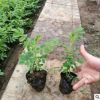 四季玫瑰苗 盆栽玫瑰 工程綠化種植四季花卉 室內(nèi)花卉