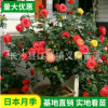 基地樹樁月季直銷 灌木樹樁藤本月季 庭院花觀景花月樹樁季花