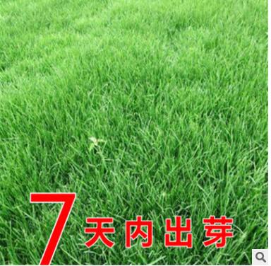 進(jìn)口耐寒牧草種子多年生黑麥草種子四季常青雞鴨鵝豬牛羊魚(yú)草種籽