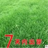 進口耐寒牧草種子多年生黑麥草種子四季常青雞鴨鵝豬牛羊魚草種籽
