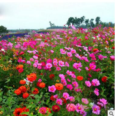 各類(lèi)菊花種子2-2 草花組合種子野花組合各種菊花種子量大從優(yōu)