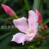 供應夾竹桃 夾竹桃樹苗 行道風景庭蔭防護濕地綠化苗木批發(fā)