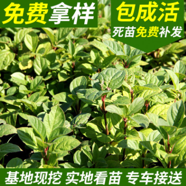 紅丁香 丁香小苗 四季小葉 紫丁香 紅丁香小苗大量價格優惠