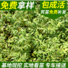 規格齊全 多季刺梅 紅刺梅小苗 紅刺梅球 批基地批發各種苗木