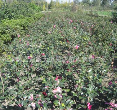 基地批發茶花樹苗 山茶花盆栽 當年開花 庭院綠化苗木庭院
