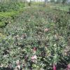 基地批發茶花樹苗 山茶花盆栽 當年開花 庭院綠化苗木庭院