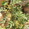 優(yōu)質(zhì)花椒苗批發(fā)基地 大量批發(fā)60-120公分大紅袍花椒苗
